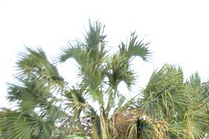 7130 Gaston - VERANDAH BUNGALOWS dog park 1